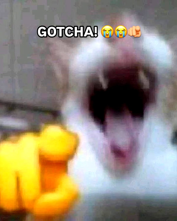 milkibunshehe instagram image archive image