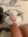 milkibunshehe Altpins Profile Picture