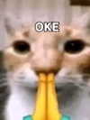 milkibunshehe Altpins Profile Picture