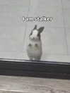 milkibunshehe Altpins Profile Picture
