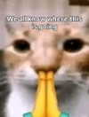 milkibunshehe Altpins Profile Picture