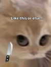 milkibunshehe Altpins Profile Picture