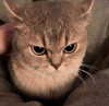 milkimind Altpins Profile Picture