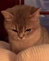 milkimind Altpins Profile Picture