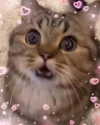 milkimind Altpins Profile Picture