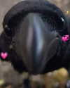 milkimind Altpins Profile Picture