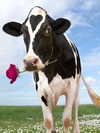 milkimind Altpins Profile Picture