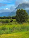 milkimind Altpins Profile Picture