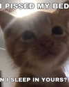 milkimindxo Altpins Profile Picture