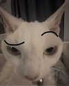 milkimindxo Altpins Profile Picture