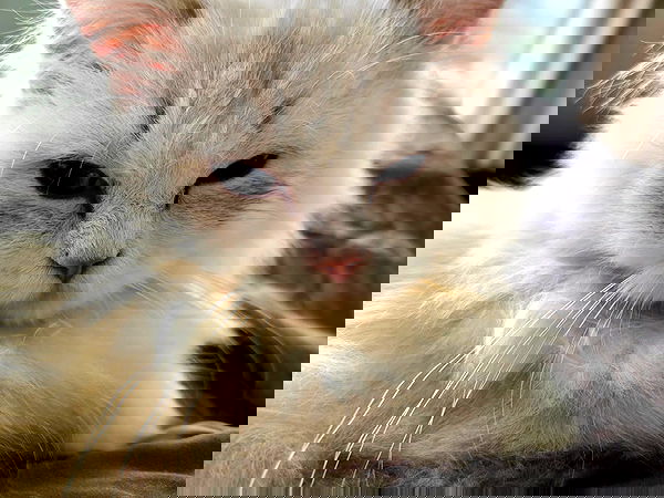 minaxash minaxash archive image