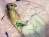 minttukorr Altpins Profile Picture