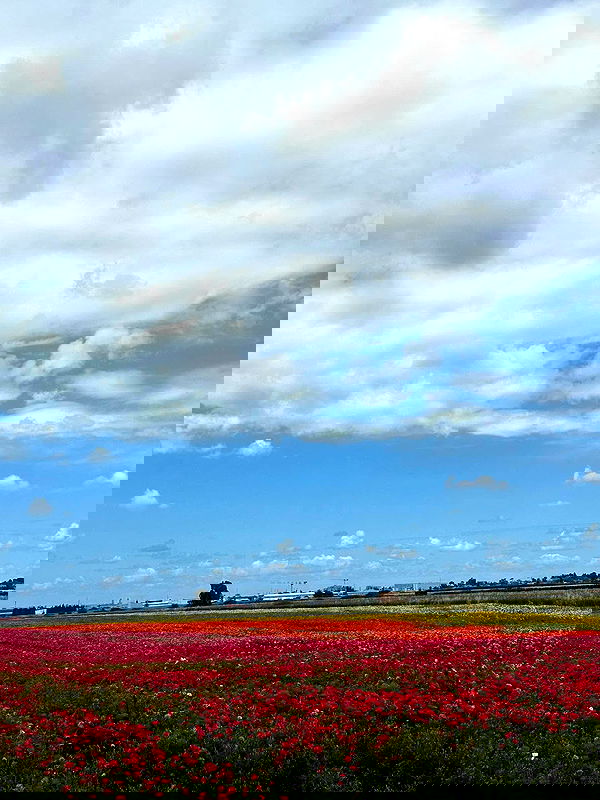 mishel116 mishel116 archive image