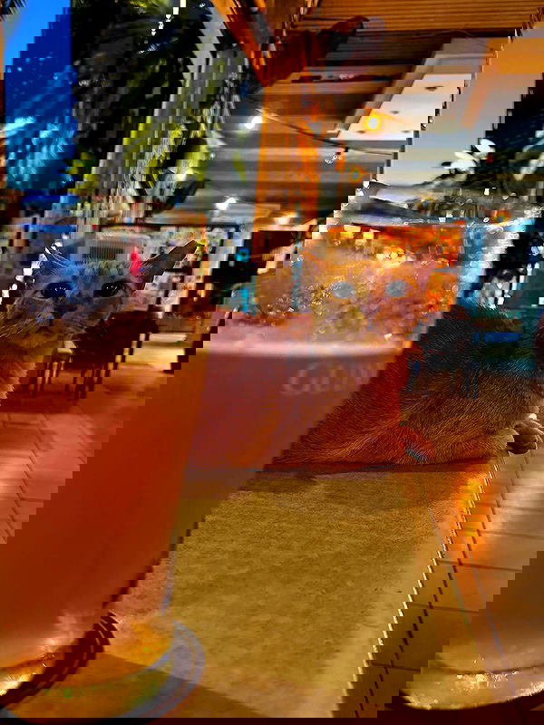 mishel116 mishel116 archive image