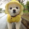 missbrisolo Altpins Profile Picture