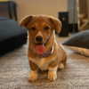 missbrisolo Altpins Profile Picture