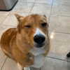missbrisolo Altpins Profile Picture