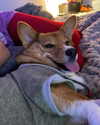 missbrisolo Altpins Profile Picture