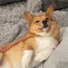 missbrisolo Altpins Profile Picture