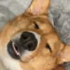 missbrisolo Altpins Profile Picture