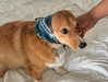 missbrisolo Altpins Profile Picture