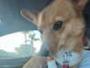 missbrisolo Altpins Profile Picture