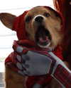 missbrisolo Altpins Profile Picture