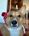 missbrisolo Altpins Profile Picture