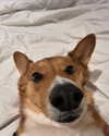 missbrisolo Altpins Profile Picture