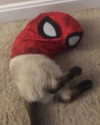 missbrisolo Altpins Profile Picture