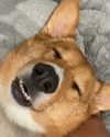 missbrisolo Altpins Profile Picture