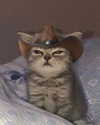 missbrisolo Altpins Profile Picture