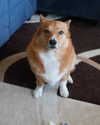 missbrisolo Altpins Profile Picture