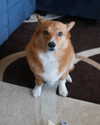 missbrisolo Altpins Profile Picture