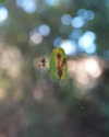 missbrisolo Altpins Profile Picture