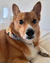 missbrisolo Altpins Profile Picture