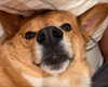 missbrisolo Altpins Profile Picture
