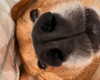 missbrisolo Altpins Profile Picture