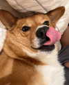 missbrisolo Altpins Profile Picture