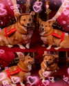 missbrisolo Altpins Profile Picture