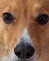 missbrisolo Altpins Profile Picture
