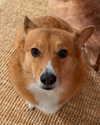 missbrisolo Altpins Profile Picture