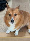 missbrisolo Altpins Profile Picture
