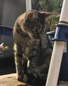 mittzaa_ Altpins Profile Picture