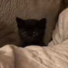 mittzaa_ Altpins Profile Picture