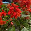 mittzaa_ Altpins Profile Picture