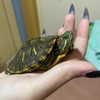 mittzaa_ Altpins Profile Picture