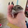 mittzaa_ Altpins Profile Picture