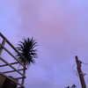 mittzaa_ Altpins Profile Picture