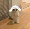 mittzaa_ Altpins Profile Picture
